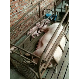 母猪产床规格|猪宝宝养殖设备(在线咨询)|梁园区母猪产床