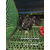 广东长期供应生态放养的黑鸡 纯种五黑鸡 树林散养缩略图1