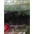 广东长期供应生态放养的黑鸡 纯种五黑鸡 树林散养缩略图3