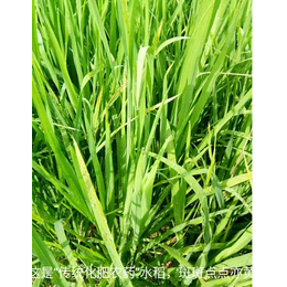 水稻生物有机肥的优点、本溪生物有机肥、拜农生物(查看)
