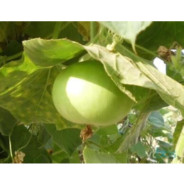 苹果葫芦种子观赏葫芦葫芦娃种子观赏葫芦新品种 