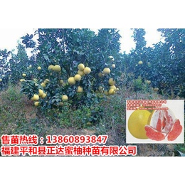 贵州能种福建红心柚子苗哦_贵州买红心蜜柚苗一株多少钱