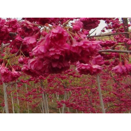 绿华彩叶供应台湾牡丹樱 大红樱花 新品种早樱