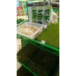 爽舌尖芽苗菜种植效益怎样_爽舌尖芽苗菜怎么样