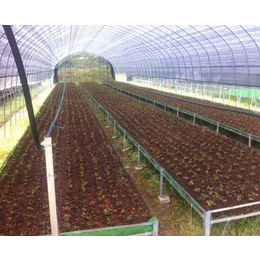 育苗温室|安徽农友温室(在线咨询)|合肥温室