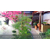 杭州庭院景观设计公司|庭院景观设计公司|一禾园林缩略图1