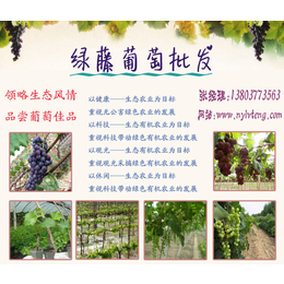常德葡萄批发、绿藤葡萄庄园葡萄批发多少钱一斤、葡萄批发