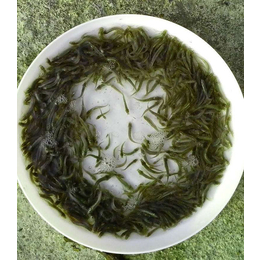 台湾泥鳅苗哪里有卖,有良水产养殖(在线咨询),泥鳅苗