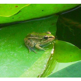 长沙青蛙、非凡青蛙养殖、青蛙批发