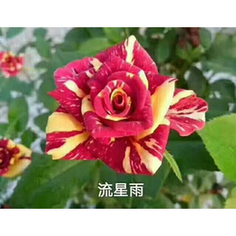 玫瑰花苗多少钱_迪庆玫瑰花苗_夏春花卉(查看)