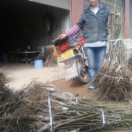 山东核桃苗基地在哪里