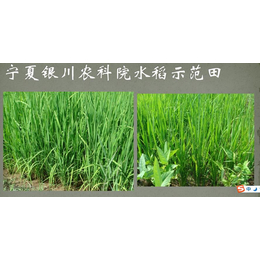 地福来生物肥水稻旱育秧栽培技术