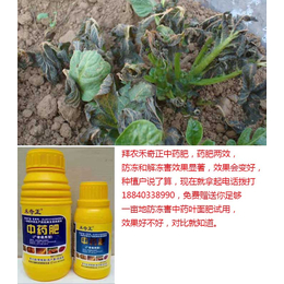 植物防冻剂|拜农植物防冻剂中药叶面肥|植物防冻剂使用