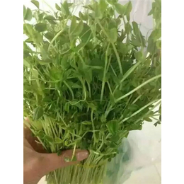 家庭爽舌尖芽苗菜种植视频,昌吉爽舌尖芽苗菜种植,爽舌尖芽苗菜