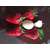 宁丰草莓苗|草莓苗|乾纳瑞农业科技优惠价(图)缩略图1