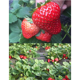 草莓*有机肥|广东有机肥|拜农生物科技(查看)