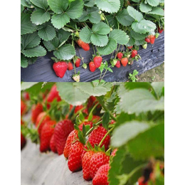 草莓施肥用什么有机肥料|台湾有机肥|拜农生物科技(查看)