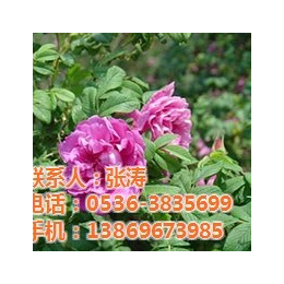 节日花卉销售|福建节日花卉|君诚花卉苗木(查看)