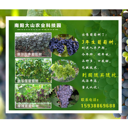 大山生态园三年葡萄树批发价格(图)|郑州葡萄苗|葡萄苗