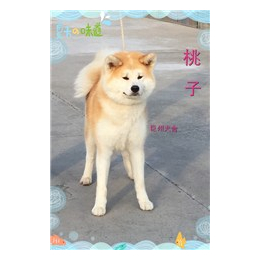 秋田犬,吴中巨洲犬舍,秋田犬价格