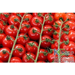 无限生长型番茄的无土栽培技术