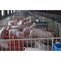 比利时Lambers 公司验证——胆汁酸可提高断奶仔猪生长性能、降低料肉比