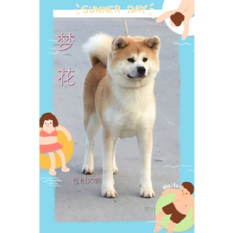 日系秋田犬专卖|吴中区巨洲犬舍|姑苏区秋田犬