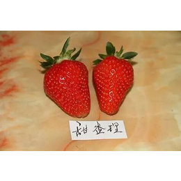 草莓苗,乾纳瑞农业科技服务好(图),宁玉草莓苗