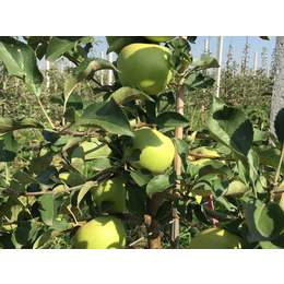 出口洛川苹果,康霖现代农业(在线咨询),洛川苹果
