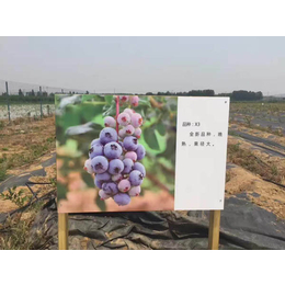 哪里的蓝莓苗好、信诺为民品种齐全、淮北蓝莓苗