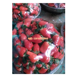 红颜草莓苗多少钱一颗|巴彦淖尔草莓苗|乾纳瑞(查看)