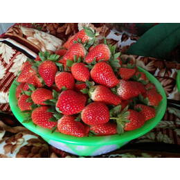 草莓苗|乾纳瑞规格更全|章姬草莓苗