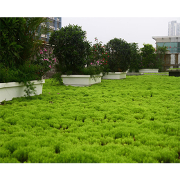 住宅屋顶绿化,安徽亚井塑业,芜湖屋顶绿化