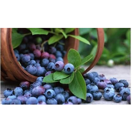 加州蓝莓浓缩果汁招商+加仑蓝莓浓缩果汁采购+蓝莓浓缩果汁趋势