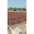 红叶石楠大杯苗、红叶石楠、金华好彩苗木成活率高缩略图1