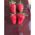草莓苗_乾纳瑞农业科技好品质_甜查理脱毒草莓苗缩略图1