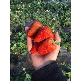 赛娃草莓苗价格,草莓苗,乾纳瑞农业科技优惠价(查看)
