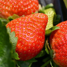 太空2008草莓苗、乾纳瑞农业科技优惠价、草莓苗