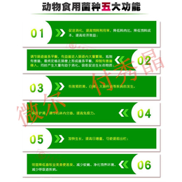 牛育肥增重*益生菌解决牛采食量低问题