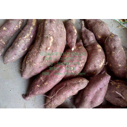 渭南商薯19红薯品种 渭南商薯19红薯产地