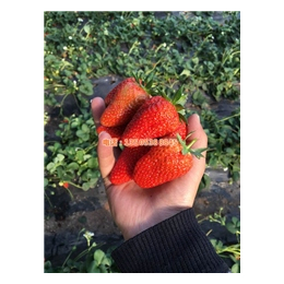 妙香七号草莓苗批发价格|乾纳瑞|昌吉草莓苗批发价格