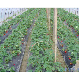 安徽安维(图)、果园灌溉设备、合肥灌溉设备