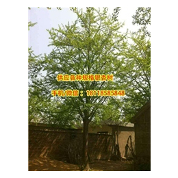 银杏苗木|阳光银杏苗圃场|26公分银杏苗木价格