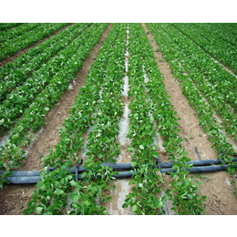 水泵灌溉设备|合肥灌溉设备|安徽安维(查看)