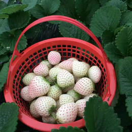 草莓苗_乾纳瑞农业科技好品质_全明星草莓苗基地