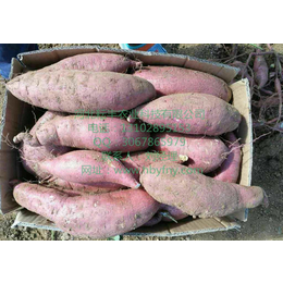 铜陵商薯19红薯基地 铜陵商薯19红薯供应