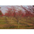 日本红枫赤金枫 品种纯正赤金枫 日本红枫树苗 红枫小苗包成活缩略图2