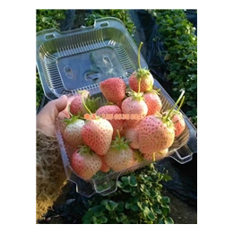 妙香七号草莓苗多少钱_乾纳瑞_塔城地区草莓苗多少钱