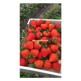 牛奶草莓苗多少钱|乾纳瑞|喀什地区草莓苗多少钱