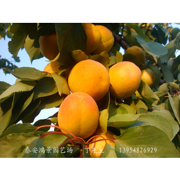 山东杏树苗种植 1-3公分杏树苗批发供应